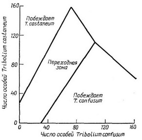    Tribolium confusum  . castaneum   