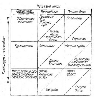 использовать для построения очень примитивной периодической таблицы ниш (рис.
