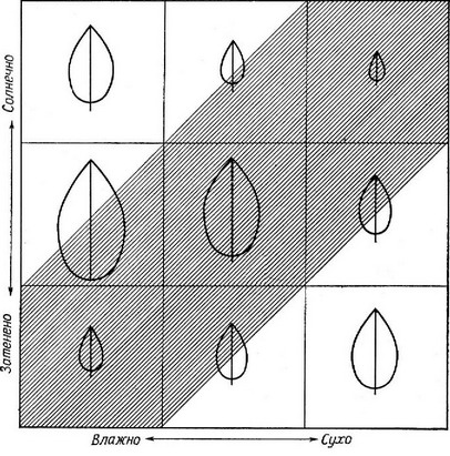 Рис. 3.12. Схема распределения размеров листьев в зависимости от условий обитания