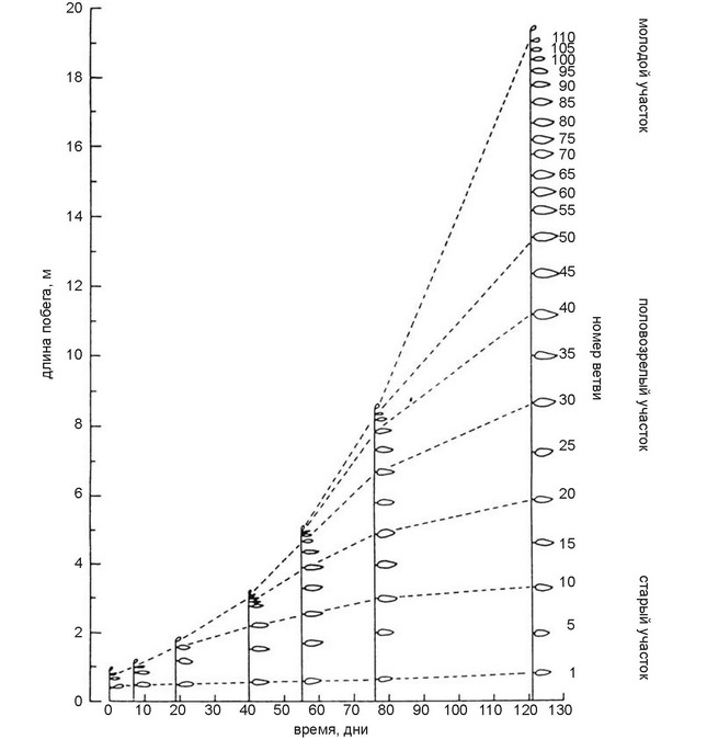 . 3.34.   Macrocystis.    .  North