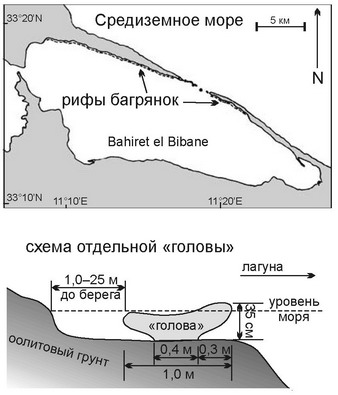 Рис. 3.37. Рифы багрянок в Тунисе. По Thornton et al. (1978).