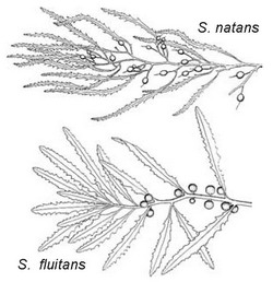 . 3.38.  (Sargassum)  .  Taylor (1960).