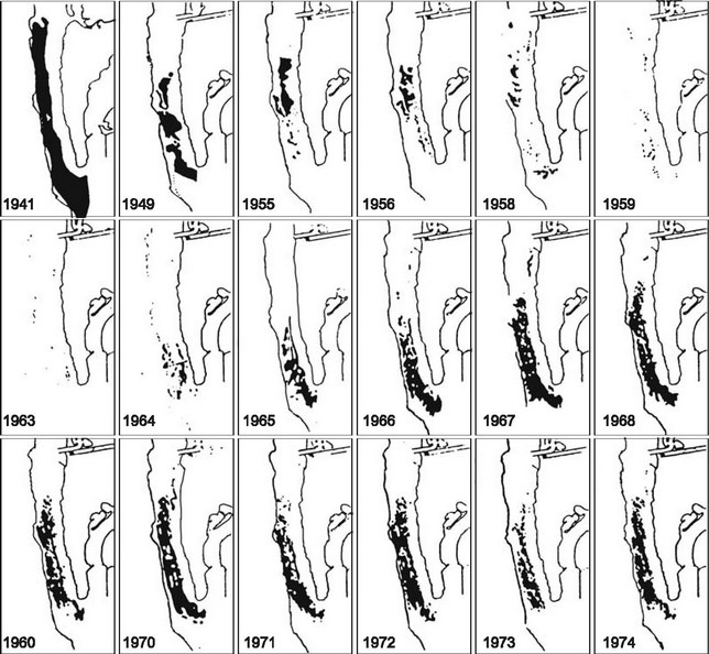 Рис. 3.41. Динамика келпов Macrocystis pyrifera у Point Loma, Калифорния.
