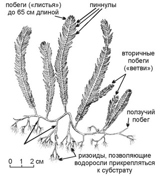 Рис. 3.42. Caulerpa taxifolia.