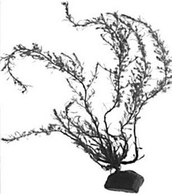 Рис. 3.43. Sargassum muticum. По Rueness (1998).