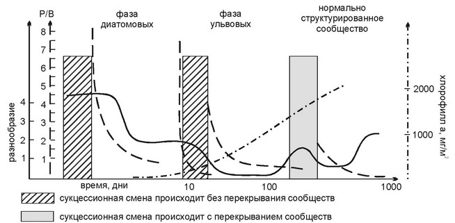 Рис. 3.44. Сукцессия водорослей на новом субстрате