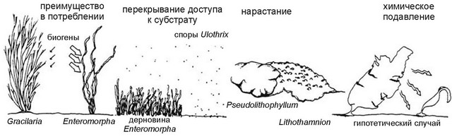 Рис. 3.45. Механизмы реализации конкуренции. По Olson, Lubchenco (1990).