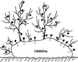 Рис. 3.50. Схема эксперимента с гипсовыми шариками на цистозире (по: Хай-лов