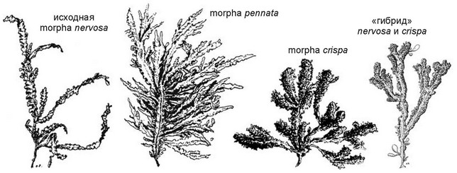 Рис. 3.52. Морфотипы прикреплённой Phyllophora nervosa. По О.В. Максимовой,