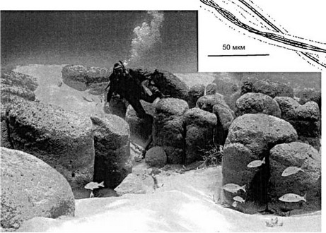 Рис. 3.63 Современные строматолиты. Общий вид и микроскопическое строение.