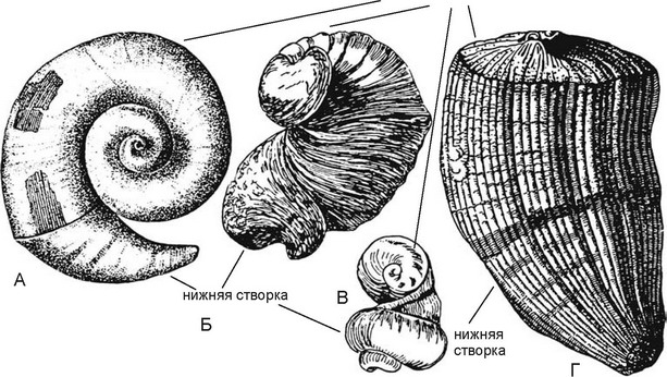 Рис. 3.67. Рудисты.