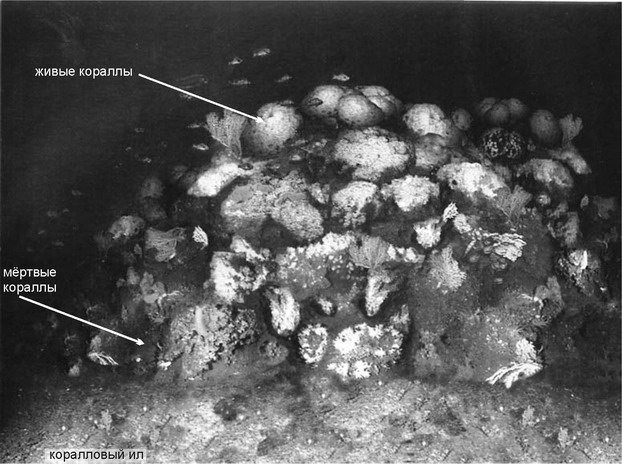 Рис. 3.69. Риф Lophelia pertusa. По Fossa et al. (2000).