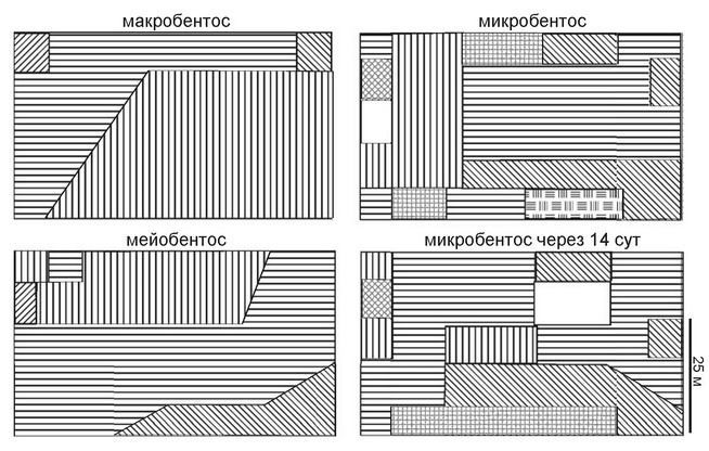Рис. 4.5. Структурная гетерогенность сообщества на уровне макро-, мейо-