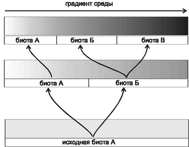 Рис. 4.26. Возникновение видов и биот с позиции структурализма.