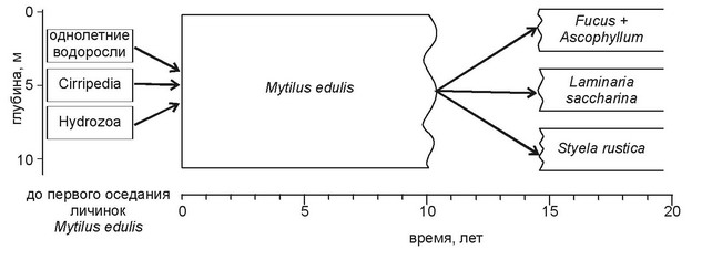 Рис. 4.31. Сукцессии эпифауны: верхней сублиторали Белого моря. По данным