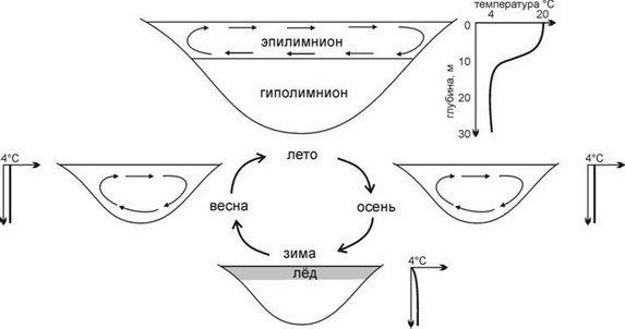 Рис. 1.18. Вертикальная циркуляция в пресных водоёмах высоких и умеренных