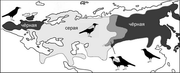 Рис. 4.37. Гнездовые ареалы и зоны гибридизации чёрной и серой ворон.