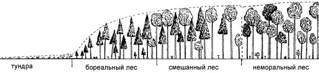 Рис. 5.25. Часть градиента зкоклины тундра - троники. По Уиттекеру (1980).