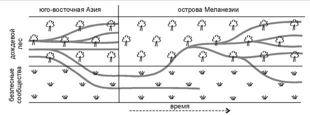 Рис. 5. 34. Филогения муравьев Меланезии.
