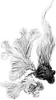 Рис. 2.3. Cladophora и Ulva lactuca на Rapana venosa. Ориг. рисунок Н.А.