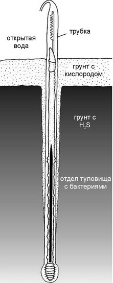 . 2.5.    (Perviata)  . 