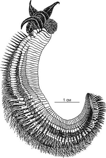 . 2.6.     Alvinella pompejana.  Desbruyeres,