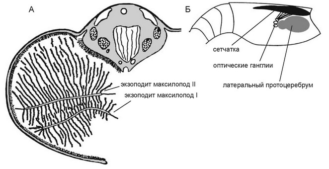 . 2.9.  Rimicaris exoculata.