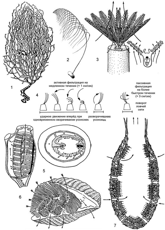 Рис. 2.10. Фильтраторы зпифауны твердых грунтов. 1 — Gorgonaria с эпифитной