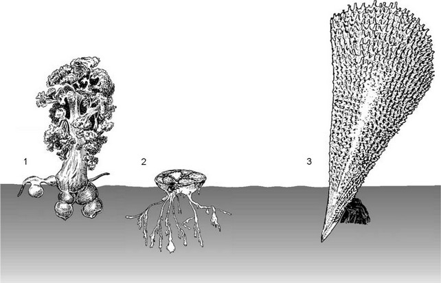 . 2.12.  :  . 1  Alcyonaria (Eunephthya);