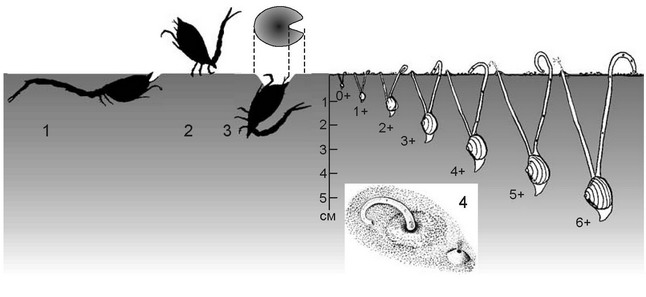 Рис. 2.17. Собирающие детритофаги. 1-3 — Cumacea: 1 — Iphinoe trispinosa;