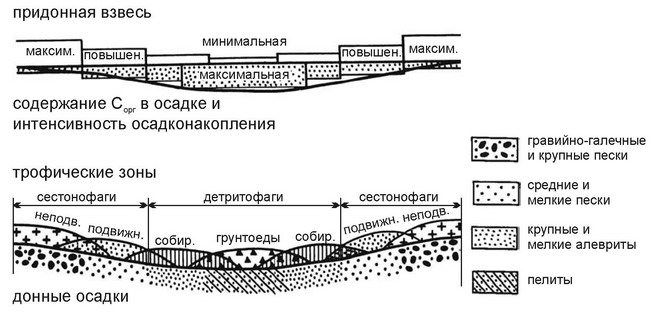 Рис. 3.19. Связь распределения трофических зон с рельефом и гидродинамикой.