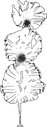 . 3.33. Laminaria solidungula.   (1953).