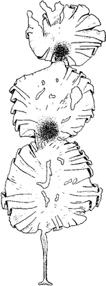 Рис. 3.33. Laminaria solidungula. По Зиновой (1953).