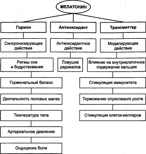 Рис. 2.5. Функции мелатонина в организме человека