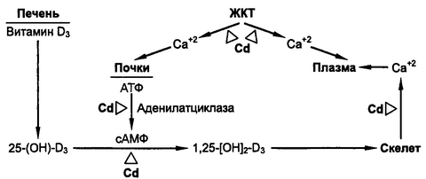 Рис. 9.5. Схема механизма действия кадмия на обмен кальция в организме