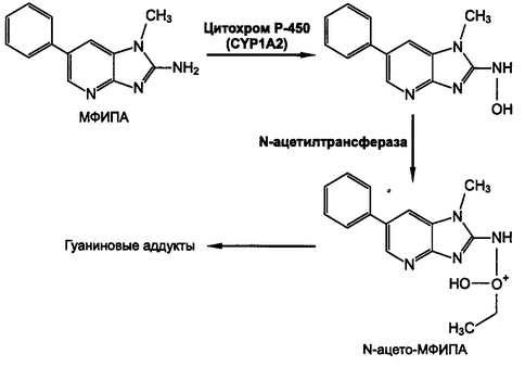 Рис. 11.8. Схема метаболической активации ГЦА с помощью цитохрома Р-450