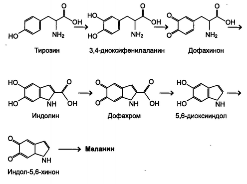 Рис. 2.7. Схема синтеза меланина