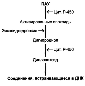 Рис. 12.5. Схема метаболизма полициклических ароматических углеводородов