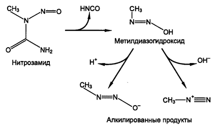 Рис. 13.4. Механизм образования из нитрозаминов алкилированных продуктов