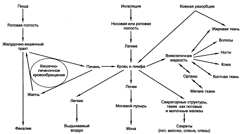 Рис. 3.2. Пути поступления и распределения в организме человека ксенобиотиков