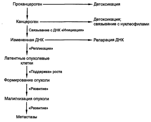 Рис. 3.5. Последовательность процесса канцерогенеза
