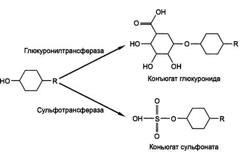 Рис. 4.6. Реакции конъюгации ксенобиотиков с глюкуроновой и серной кислотами