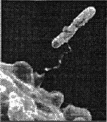 Рис. 5.4. Электронная микрофотография Legionella pneumophila