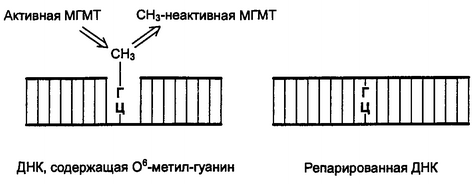 Рис. 6.4. Пример репарации ДНК с помощью Об-метил-гуанин-ДНК-метил-трансферазы (МГМТ)