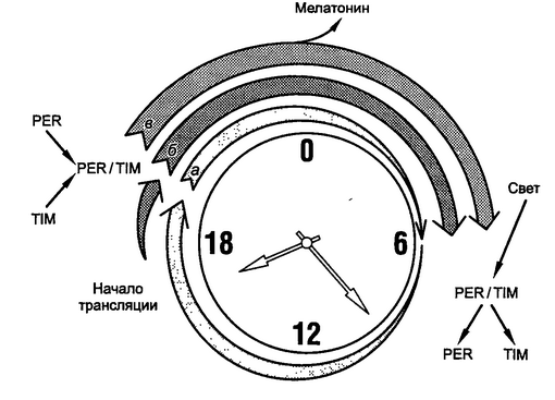 Рис. 2.1. Упрощенная схема функционирования биологических часов (а - синтез мРНК; б - синтез составляющих комплекса PER/TIM; в -стимуляция эпифиза)