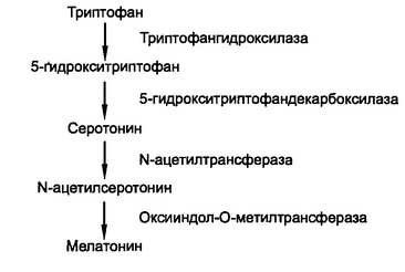 Рис. 2.2. Схема синтеза мелатонина