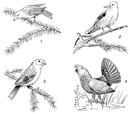 на юг: 1– клест; 2 – кедровка; 3 – щур; 4 – глухарь