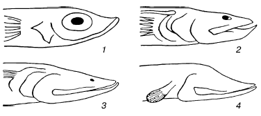 у глубоководных рыб семейства Scopelidae (по Ф. Швердпфегеру, 1963):