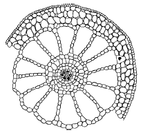 Myriophyllum verticillatum ( . . , 1979)