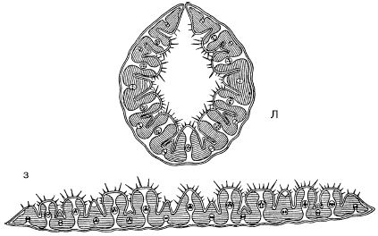 Stipa capillata ( A. , 1896): A    ( );    